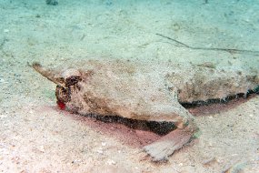 Roatan 2020-179