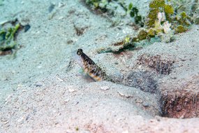 Roatan 2020-180