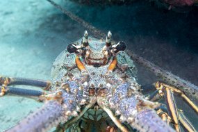 Roatan 2020-183