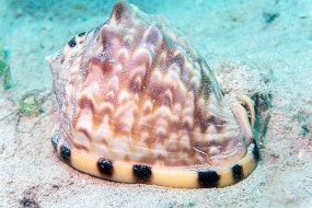 Roatan 2020-184