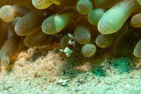 Roatan 2020-192