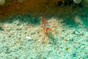 Roatan 2020-194