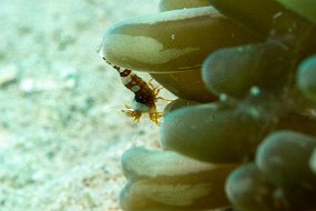 Roatan 2020-197