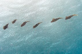 Roatan 2020-198