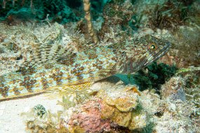 Roatan 2020-199