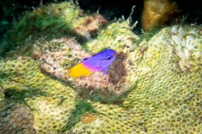Roatan 2020-200