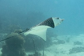 Roatan 2020-213