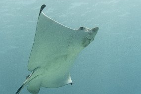 Roatan 2020-215