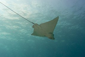 Roatan 2020-217
