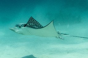 Roatan 2020-221