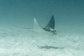 Roatan 2020-222