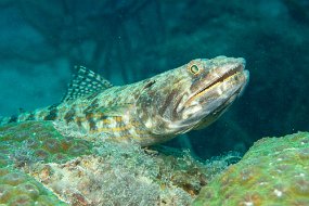 Roatan 2020-223