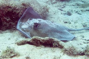 Roatan 2020-225