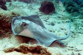 Roatan 2020-227