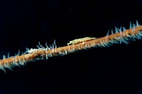 Roatan 2020-23