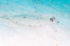 Roatan 2020-236