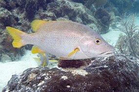 Roatan 2020-238