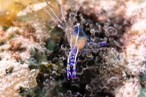 Roatan 2020-241