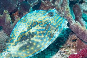 Roatan 2020-242