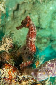 Roatan 2020-244