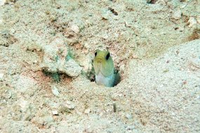 Roatan 2020-245