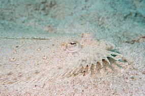 Roatan 2020-248