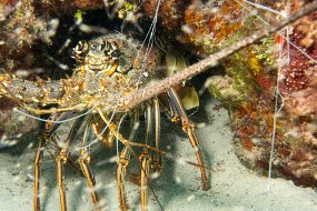 Roatan 2020-252