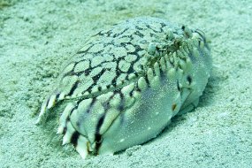 Roatan 2020-259