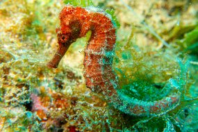 Roatan 2020-26