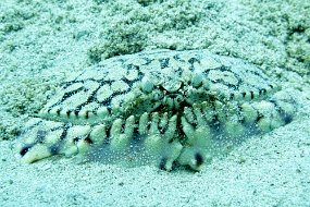 Roatan 2020-262