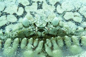 Roatan 2020-263