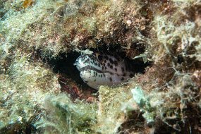 Roatan 2020-264