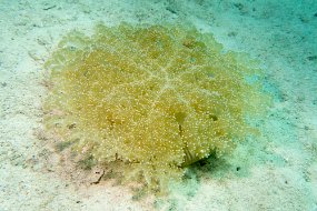 Roatan 2020-266