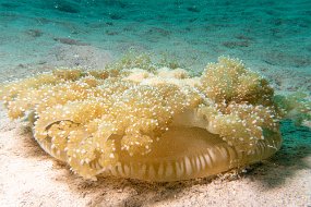Roatan 2020-271