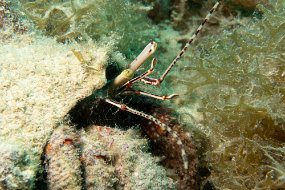 Roatan 2020-272