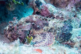 Roatan 2020-276
