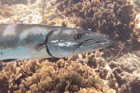 Roatan 2020-288