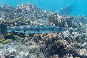 Roatan 2020-289