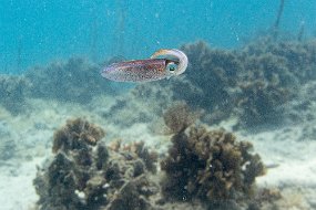 Roatan 2020-293