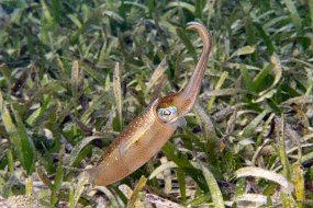 Roatan 2020-33