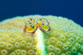 Roatan 2020-38