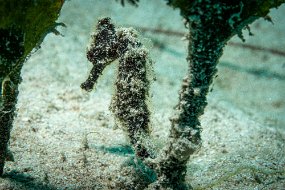 Roatan 2020-52