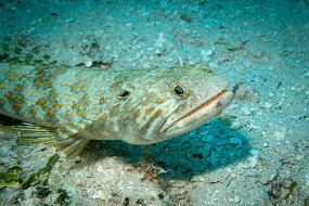 Roatan 2020-56