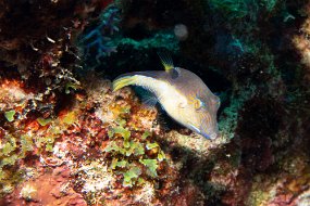Roatan 2020-57