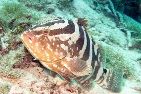 Roatan 2020-59