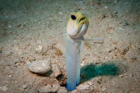 Roatan 2020-68
