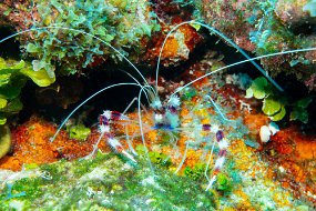 Roatan 2020-79