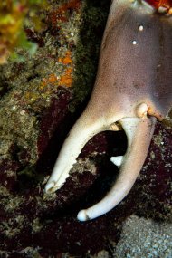 Roatan 2020-81