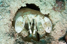 Roatan 2020-90