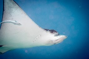 Roatan 2020-99